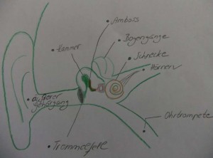 Anatomie des Ohres